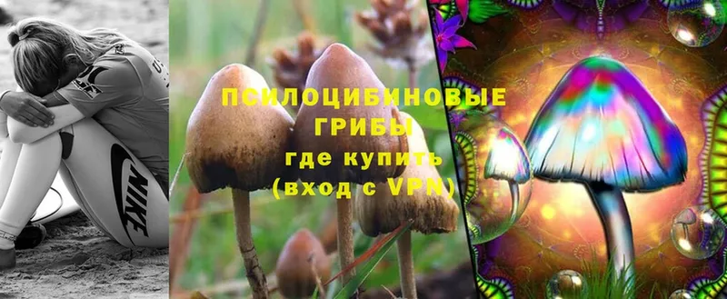 Псилоцибиновые грибы Psilocybe  mega ONION  Майкоп  дарнет шоп 